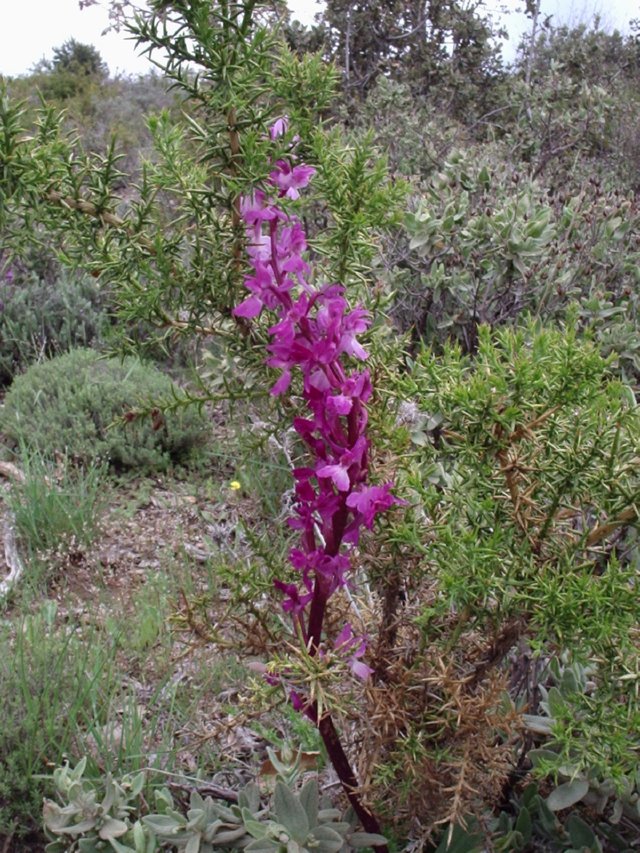 P5280086 Wandeling Trevelez  naar Portgos